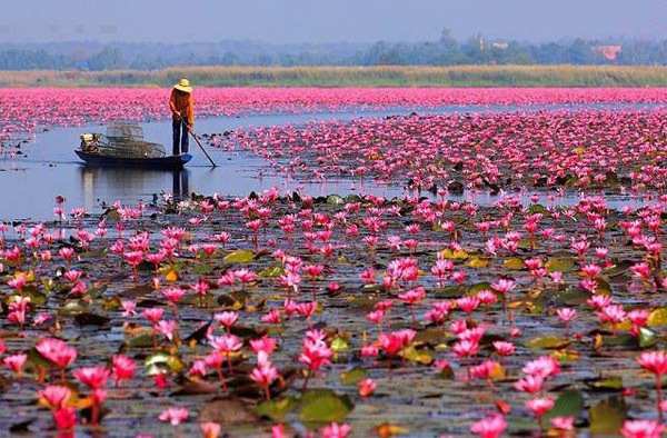 Điểm mặt những “cơn sốt” trong cộng đồng mạng tuần qua 5