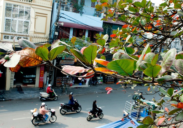 Phố phường Hà Nội 
