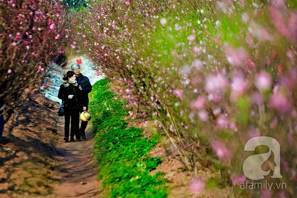 Vườn đào Nhật Tân “nhuộm” hồng xuân Giáp Ngọ 1