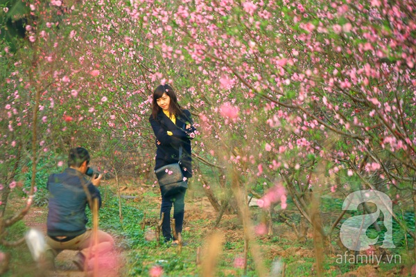 Vườn đào Nhật Tân “nhuộm” hồng xuân Giáp Ngọ 12