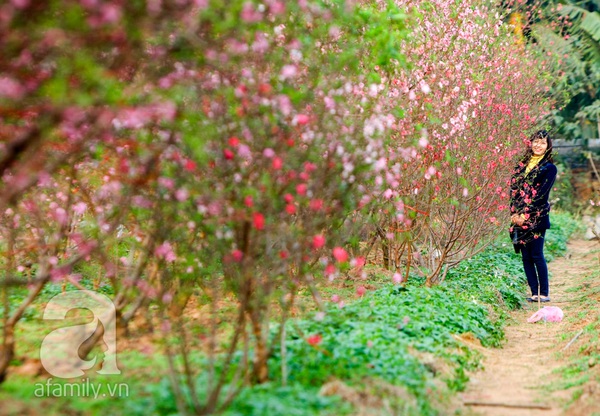 Vườn đào Nhật Tân “nhuộm” hồng xuân Giáp Ngọ 13