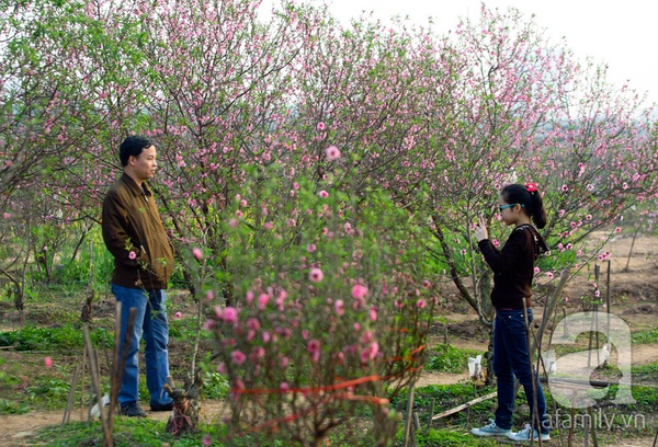 Vườn đào Nhật Tân “nhuộm” hồng xuân Giáp Ngọ 18