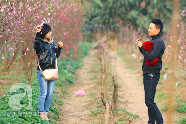 Vườn đào Nhật Tân “nhuộm” hồng xuân Giáp Ngọ 16