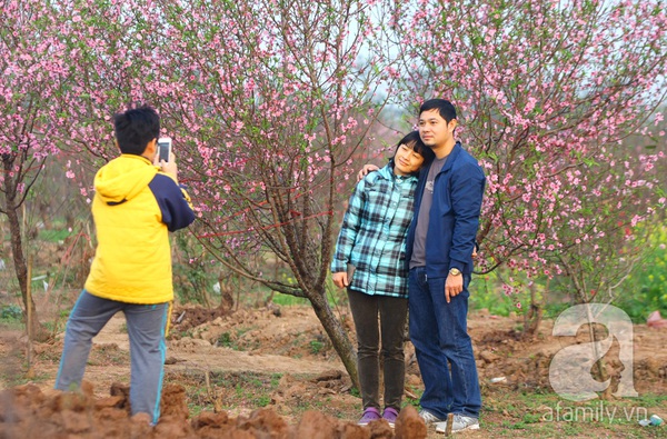 Vườn đào Nhật Tân “nhuộm” hồng xuân Giáp Ngọ 17