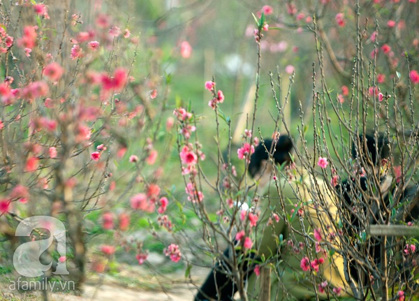 Vườn đào Nhật Tân “nhuộm” hồng xuân Giáp Ngọ 3