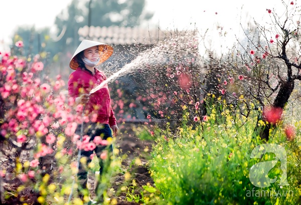 Vườn đào Nhật Tân “nhuộm” hồng xuân Giáp Ngọ 19