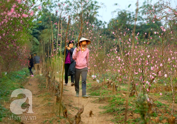 Vườn đào Nhật Tân “nhuộm” hồng xuân Giáp Ngọ 20