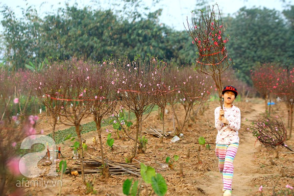 Vườn đào Nhật Tân “nhuộm” hồng xuân Giáp Ngọ 22