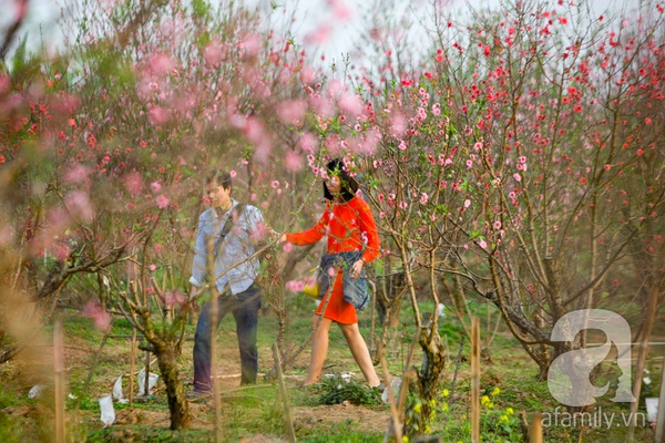 Vườn đào Nhật Tân “nhuộm” hồng xuân Giáp Ngọ 2