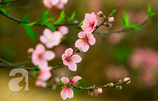 Vườn đào Nhật Tân “nhuộm” hồng xuân Giáp Ngọ 4