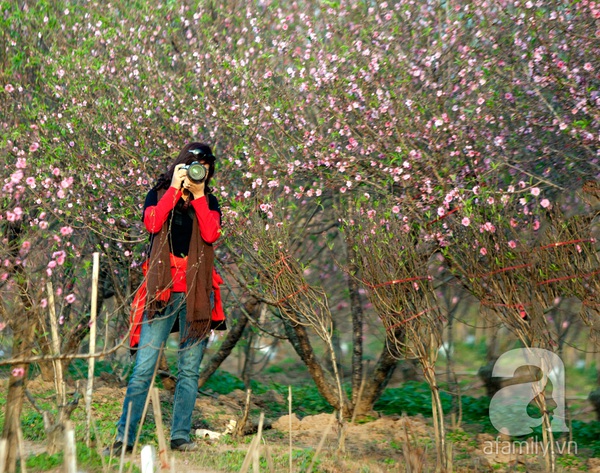 Vườn đào Nhật Tân “nhuộm” hồng xuân Giáp Ngọ 9