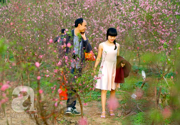 Vườn đào Nhật Tân “nhuộm” hồng xuân Giáp Ngọ 5