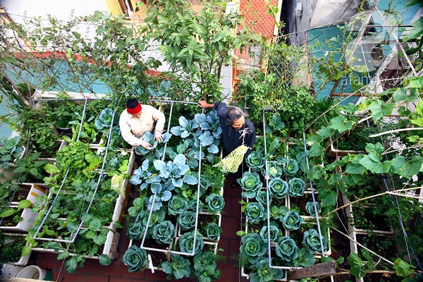 Ngắm vườn rau 40m² ở sân thượng đủ ăn cho 4 hộ gia đình ở Hà Nội 2