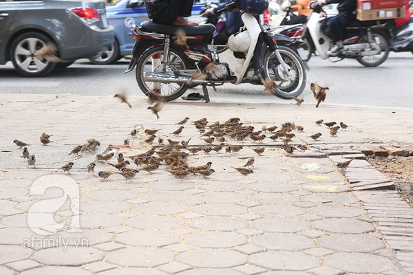 Người đàn bà "rỗi hơi' 30 năm mua thóc đãi chim trời 1