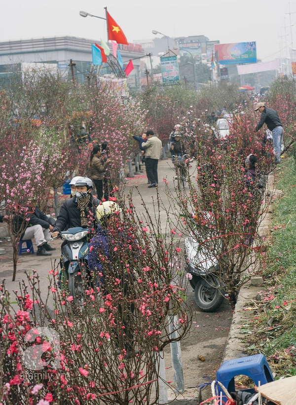 Sắc màu mùa xuân ở chợ hoa lớn nhất Hà Nội những ngày giáp Tết 16