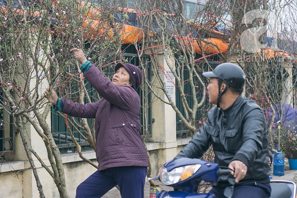 Sắc màu mùa xuân ở chợ hoa lớn nhất Hà Nội những ngày giáp Tết 19