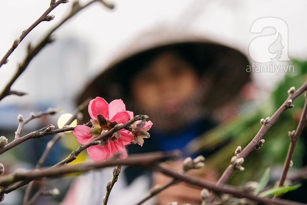 Sắc màu mùa xuân ở chợ hoa lớn nhất Hà Nội những ngày giáp Tết 20