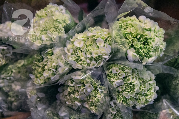 Sắc màu mùa xuân ở chợ hoa lớn nhất Hà Nội những ngày giáp Tết 4