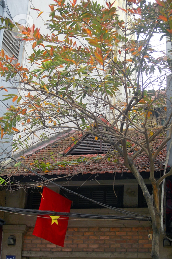 Hà Nội đẹp ngỡ ngàng như tranh mùa cây thay màu lá 6 Hà Nội đẹp ngỡ ngàng như tranh mùa cây thay màu lá 6