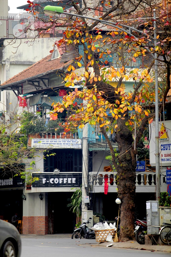 Hà Nội đẹp ngỡ ngàng như tranh mùa cây thay màu lá 8 Hà Nội đẹp ngỡ ngàng như tranh mùa cây thay màu lá 8