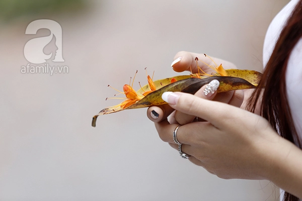 Hà Nội đẹp ngỡ ngàng như tranh mùa cây thay màu lá 13 Hà Nội đẹp ngỡ ngàng như tranh mùa cây thay màu lá 13