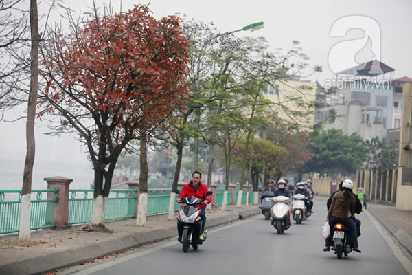 Hà Nội đẹp ngỡ ngàng như tranh mùa cây thay màu lá 15