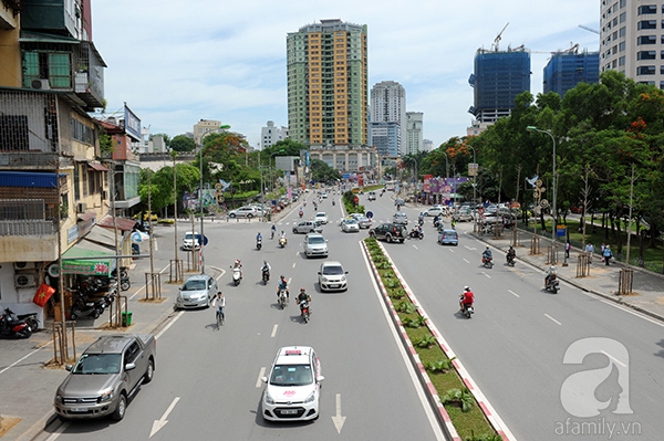 cây mỡ trên đưởng Nguyễn Chí Thanh