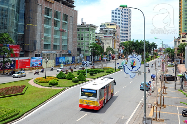 cây mỡ trên đưởng Nguyễn Chí Thanh