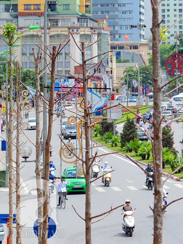 cây mỡ trên đưởng Nguyễn Chí Thanh