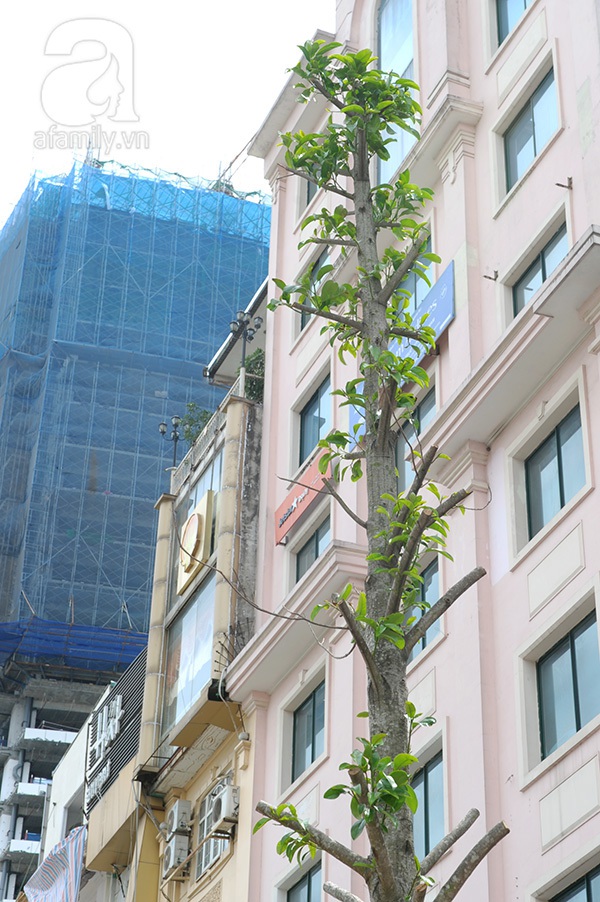 cây mỡ trên đường Nguyễn Chí Thanh