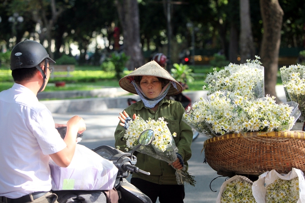 cúc họa mi