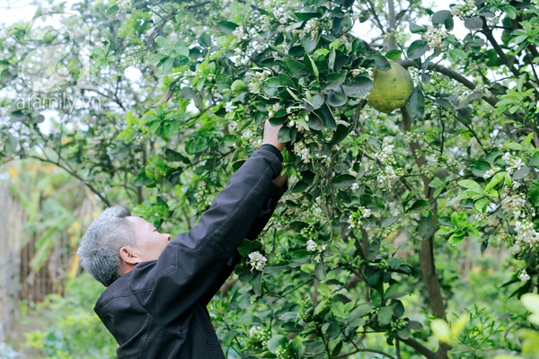 hoa bưởi