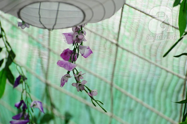 lễ hội hoa tử đằng lễ hội hoa tử đằng