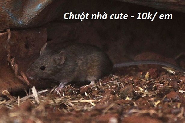 thú cưng thú cưng