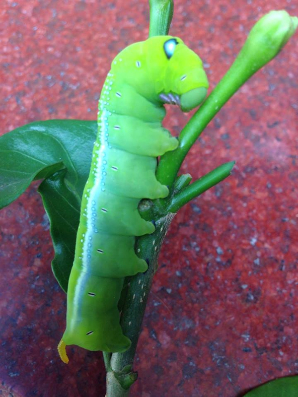 thú cưng thú cưng