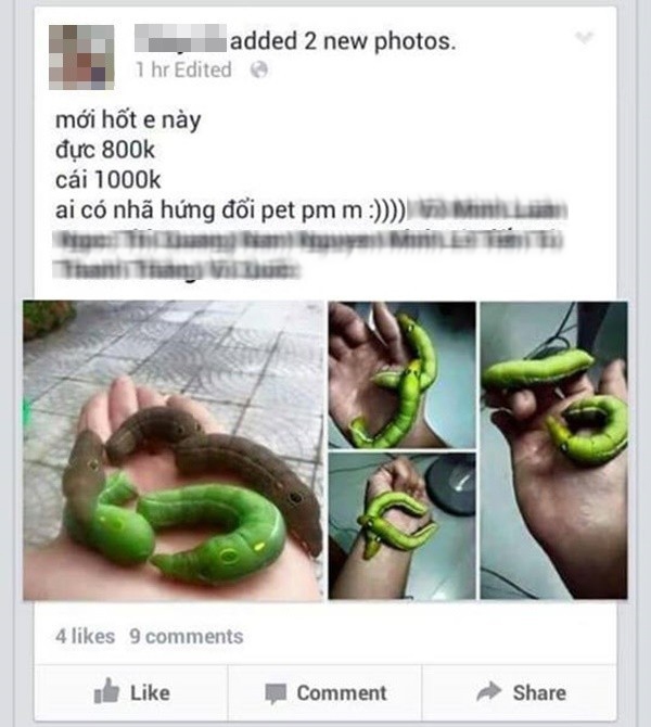 thú cưng thú cưng