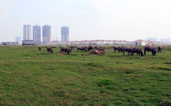 Hà Nội: Đất nghìn tỷ biến thành bãi… chăn trâu 1