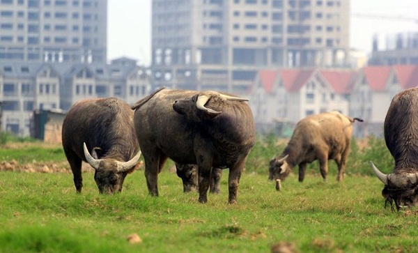 Hà Nội: Đất nghìn tỷ biến thành bãi… chăn trâu 2
