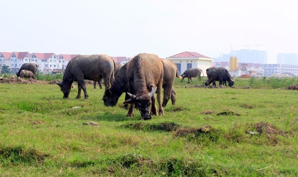 Hà Nội: Đất nghìn tỷ biến thành bãi… chăn trâu 6