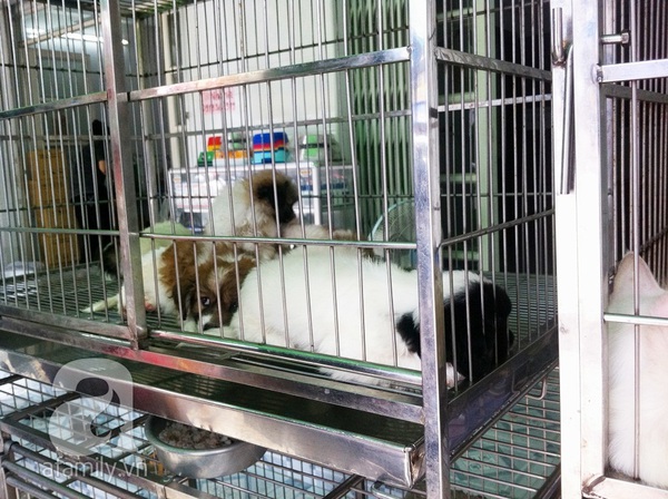 Nhộn nhịp chợ chó mèo lớn nhất Sài Gòn 4
