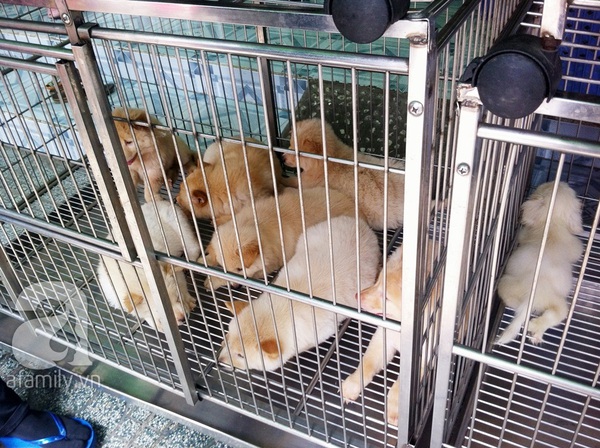 Nhộn nhịp chợ chó mèo lớn nhất Sài Gòn 5