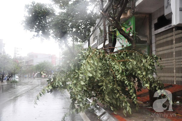 Đường phố Hạ Long tan hoang sau khi siêu bão Haiyan đổ bộ 3
