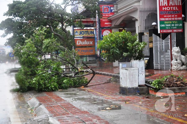 Đường phố Hạ Long tan hoang sau khi siêu bão Haiyan đổ bộ 4