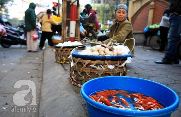 Hà Nội: Người dân chi cả triệu đồng mua cá chép Nhật cúng Ông Công, Ông Táo 1