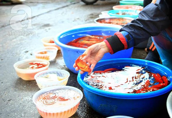 Hà Nội: Người dân chi cả triệu đồng mua cá chép Nhật cúng Ông Công, Ông Táo 2