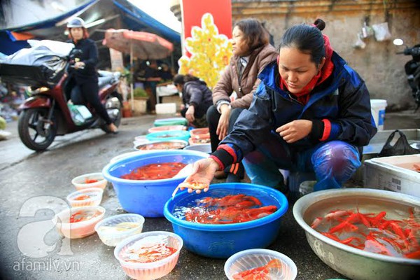 Hà Nội: Người dân chi cả triệu đồng mua cá chép Nhật cúng Ông Công, Ông Táo 7