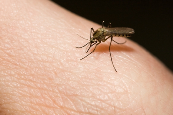 Muỗi có khả năng trở nên miễn dịch với vitamin B1 không?
