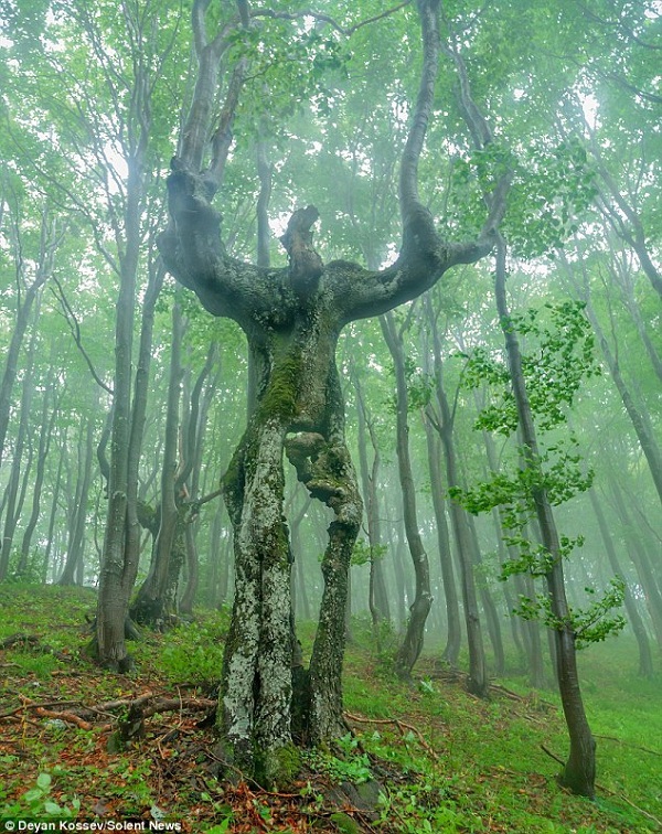 Thân cây có hình dáng đặc biệt giống hệt con người