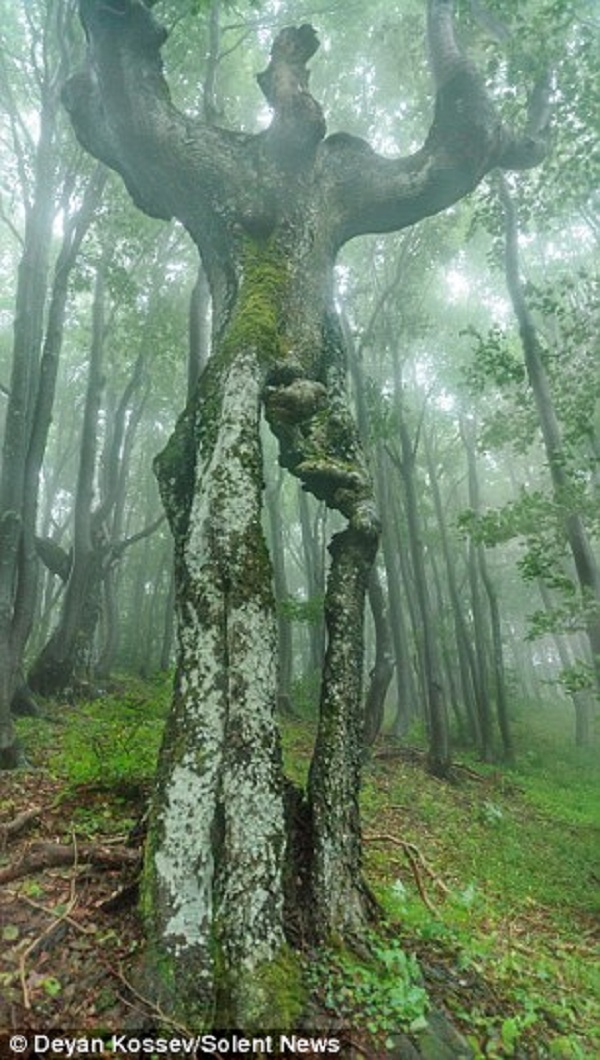 cay-co-hinh-dang-giong-nguoi