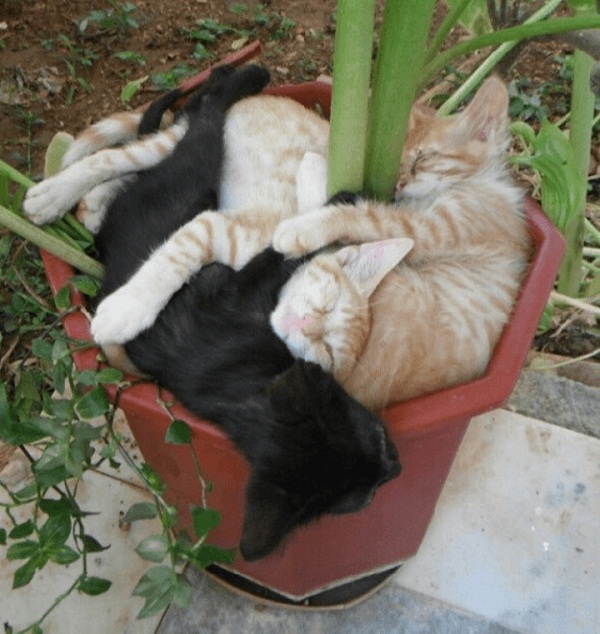 cay-moc-len-meo